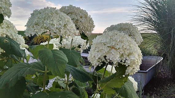 hortensie, rispenhortsensie, iarbă, perspectivă, zinc tub, panoramă, alb, verde, plantă, natură, frunze, creştere, parte a plantelor, floare, frumusețe în natură, zi, planta cu flori, prospeţime, Culoarea verde, nici o persoana, cer, în aer liber, nor - cer, lumina soarelui, culoare alba, camp, copac, fragilitate, cap de floare, 4K, CC0, domeniu public, fără drepturi de autor