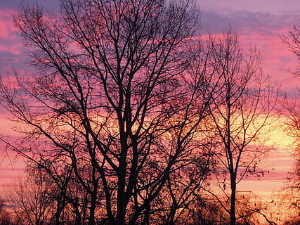 sunset, sky, clouds, dusk, colors, pink, purple, yellow, wood, tree, bare tree, branch, beauty in nature, plant, silhouette, cloud - sky, nature, no people, orange color, scenics - nature, tranquility, outdoors, low angle view, tranquil scene, tree trunk, trunk, romantic sky, 4K, CC0, public domain, royalty free