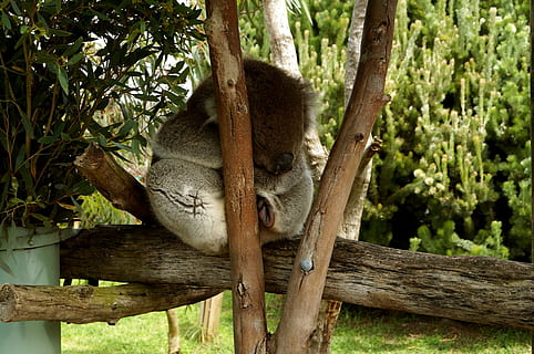 koala, træ, nuttet, eukalyptus, søvn, kælen, aussie, dyr, dyreliv, natur, pattedyr, pungdyr, Australien, udendørs, dyre temaer, plante, dyr i naturen, et dyr, hvirveldyr, lempelse, ingen mennesker, afdeling, dag, hvilende, sovende, træ - materiale, træstamme, bagagerum, 1080P, CC0, offentligt domæne, royaltyfrie