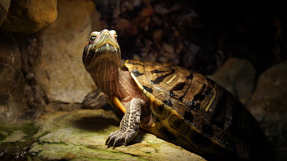 skildpadde, dyr, rustning, krupnyj plan, dyre temaer, krybdyr, hvirveldyr, dyreliv, et dyr, dyr i naturen, ingen mennesker, natur, vand, skildpadde skal, dyreskal, fokus på forgrunden, dyr i fangenskab, skal, tæt på, dyr kropsdel, leguan, dyre skala, 1080P, CC0, offentligt domæne, royaltyfrie