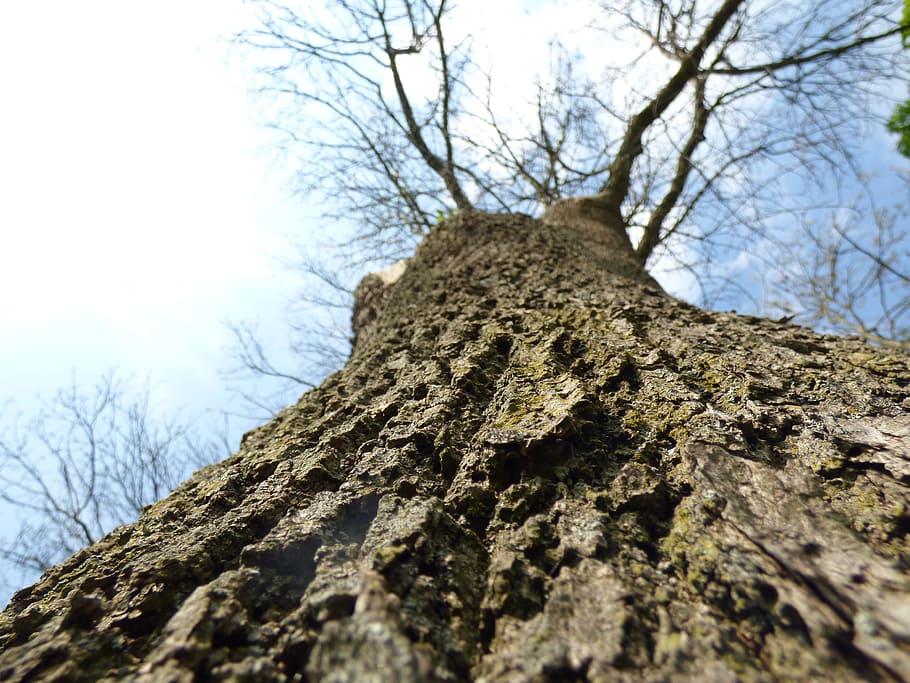 bark, træ, struktur, egetræ, natur, Skov, log, stamme, udendørs, ingen mennesker, himmel, rock-objekt, landskab, bare træ, vinter, sne, lav vinkel visning, plante, træstamme, bagagerum, afdeling, tekstureret, dag, selektiv fokusering, ru, vækst, ro, skønhed i naturen, direkte under, 4K