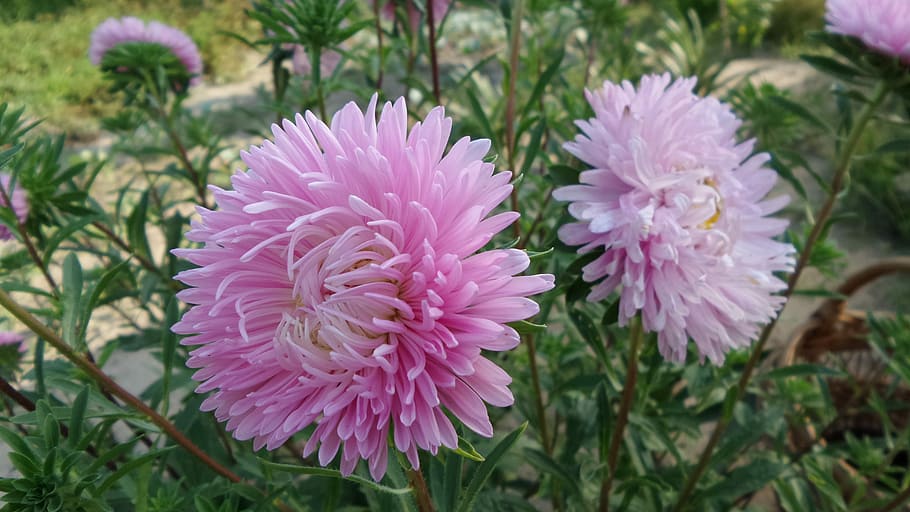 anual, aster, rosa, flor, creixement, naturalesa, color rosa, planta, cap gent, planta amb flors, frescor, bellesa a la natura, vulnerabilitat, fragilitat, pètal, primer pla, cap de flor, inflorescència, centrar-se en primer pla, dia, full, part de la planta, vista d’angle alt, primavera, porpra, 5K