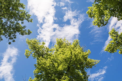 albero, cielo, blu, nuvole, alzando lo sguardo, sulla bugia del prato, primavera, estate, bellissimo, largo, pianta, Inquadratura dal basso, nuvola - cielo, bellezza nella natura, crescita, colore verde, natura, giorno, la tranquillità, luce del sole, nessuno, scena tranquilla, all'aperto, scenics - natura, ramo, idilliaco, cima dell'albero, 1080P, CC0, dominio pubblico, privo di copyright