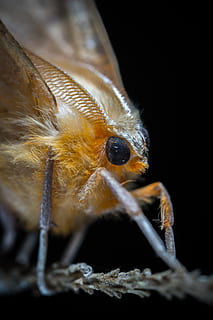 arna, lepidòpters, insecte, macro, Rosa, un animal, temes d'animals, animal, primer pla, fauna animal, animals a la natura, invertebrat, cap gent, fons negre, part del cos dels animals, enfocament selectiu, ull, naturalesa, tir de l'estudi, ull d’animals, artròpode, bellesa a la natura, aranya, cap d’animals, boca d’animals, 5K, CC0, domini públic, lliure de regalies