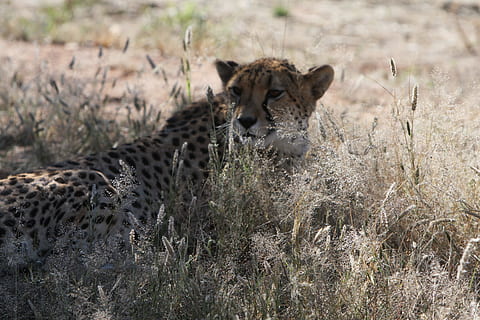 guepard, depredador, namibia, salvatge, naturalesa, desert, safari, animals salvatges, caça, món animal, vida salvatge, descobreix salvatge, fotografia salvatge, fauna, animals a la natura, fauna animal, un animal, animals de safari, dia, animal, temes d'animals, mamífer, grup d’animals, gat, dos animals, herba, cap gent, felí, vertebrats, gat gran, camp, planta, animal jove, a l'aire lliure, família d’animals, 4K, CC0, domini públic, lliure de regalies