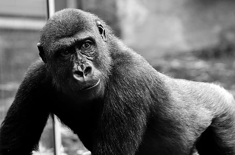fotografia em tons de cinza, gorila, Visão, perigoso, macaco, jardim zoológico, hellabrunn, alimentação, comer, Comida, mundo animal, observando, um animal, animais selvagens, primata, animal, animais em estado selvagem, mamífero, vertebrado, olhando, olhando para longe, dia, pessoas, focar em primeiro plano, retrato, ao ar livre, 1080P, CC0, domínio público, royalty free