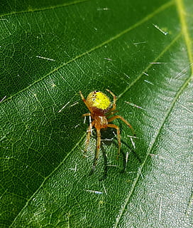 aranya, orb weaver, web, seda, aràcnids, criatura, full, primer pla, aracnofobia, biologia, araneidae, fauna animal, invertebrat, animals a la natura, insecte, temes d'animals, animal, color verd, part de la planta, un animal, cap gent, naturalesa, dia, artròpode, zoologia, vista d’angle alt, a l'aire lliure, vena de la fulla, cames d’animal, 1080P, CC0, domini públic, lliure de regalies