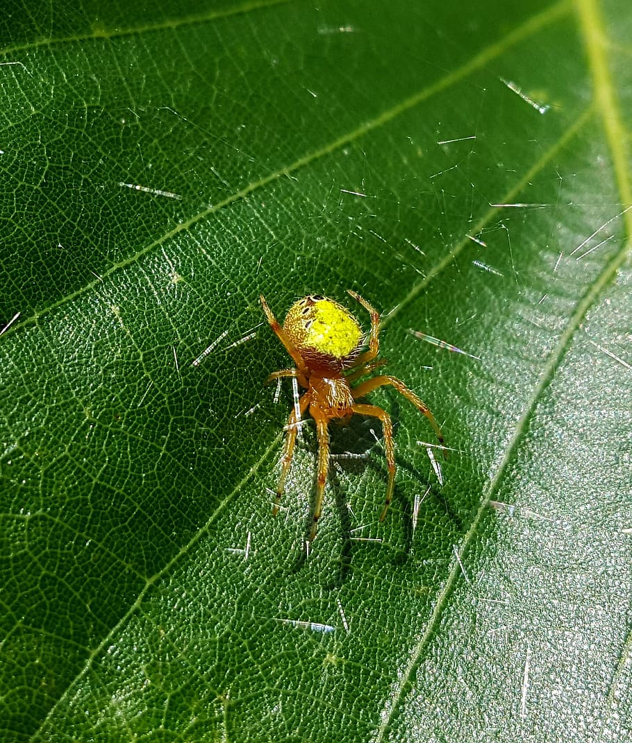 aranya, orb weaver, web, seda, aràcnids, criatura, full, primer pla, aracnofobia, biologia, araneidae, fauna animal, invertebrat, animals a la natura, insecte, temes d'animals, animal, color verd, part de la planta, un animal, cap gent, naturalesa, dia, artròpode, zoologia, vista d’angle alt, a l'aire lliure, vena de la fulla, cames d’animal, 1080P