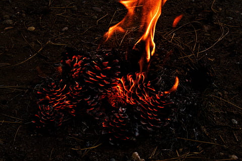 foc, herba ardent, pinya de pi, bosc, flama, cremant, calor - temperatura, foc - fenomen natural, terra, naturalesa, nit, cap gent, color taronja, foguera, camp, brillant, a l'aire lliure, registre, vista d’angle alt, moviment, llenya, fusta, 5K, CC0, domini públic, lliure de regalies