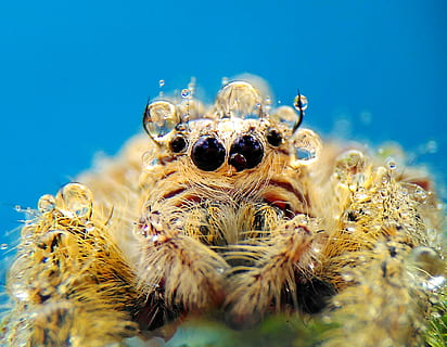 Spinne, Makros, Natur, wild, ein Tier, unter wasser, Tierwelt, Leben im Meer, Tierthemen, unterseeisch, Tiere in freier Wildbahn, Meer, keine Leute, Nahansicht, Tier, Wasser, Marine, wirbellos, selektiver Fokus, Spinnentier, draußen, Tierauge, 1080P, CC0, gemeinfrei, lizenzfrei