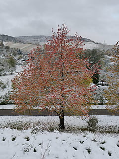 Winter, Winterschlag, Ahorn, Baum, rot, Blätter, Schnee, Herbst, kalte Temperatur, Pflanze, Schönheit in der Natur, Natur, Szenen - Natur, Himmel, Tag, Abdeckung, Feld, Ruhe, Land, ruhige Szene, Nicht-städtische Szene, Wachstum, draußen, Umgebung, 4K, CC0, gemeinfrei, lizenzfrei