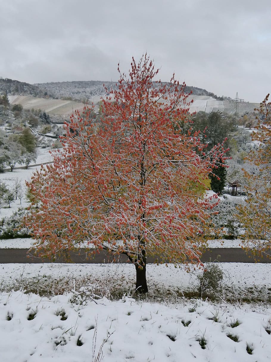 vinter, vinterblast, ahorn, træ, rød, blade, sne, efterår, kold temperatur, plante, skønhed i naturen, natur, scenics - natur, himmel, dag, dækker, Mark, ro, jord, rolig scene, ikke-urbane scene, vækst, udendørs, miljø, 4K