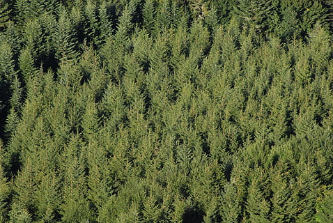 avet, coníferes, pi, alineació, plantació, naturalesa, atmosfera, arbre, paisatge, bosc, gràfic, visual, estètic, fons, vista, busseig, submergir-se, aire, drone, elevació, fletxa, consells, cons, verd, espines, fulles, persistent, fullatge, fusta, senderisme, parc, llum, color verd, marc complet, patró, cap gent, planta, creixement, bellesa a la natura, dia, terra, tranquil·litat, vista d’angle alt, exuberant fullatge, escenics - natura, a l'aire lliure, escena no urbana, arbre de coníferes, arbre de fulla perenne, bosc de pi, 4K, CC0, domini públic, lliure de regalies