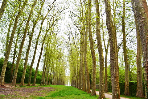 marró, camp d’arbres, blanc, cel, verd, fulles, arbres, els cucs veuen la fotografia, arbre, Camí, naturalesa, a l'aire lliure, planta, fusta, branca, exuberant, dosser, herba, núvol, bosc, estret, senyoreta, terra, tranquil·litat, bellesa a la natura, tronc de l'arbre, tronc, escena no urbana, creixement, escena tranquil·la, medi ambient, color verd, escenics - natura, dia, cap gent, paisatge, pi, treelined, bambú - planta, bosc de pi, arbre de coníferes, 4K, CC0, domini públic, lliure de regalies