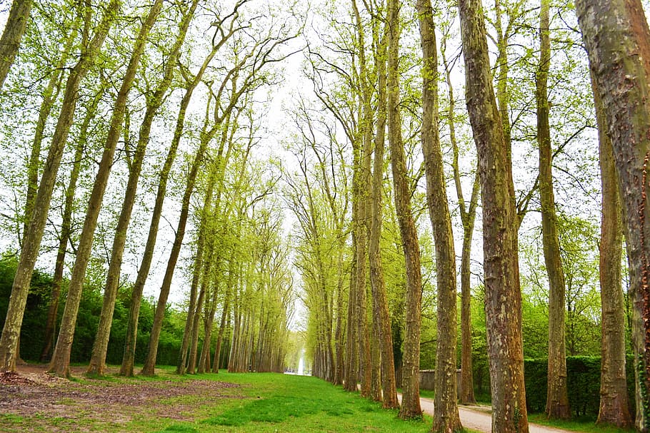 marró, camp d’arbres, blanc, cel, verd, fulles, arbres, els cucs veuen la fotografia, arbre, Camí, naturalesa, a l'aire lliure, planta, fusta, branca, exuberant, dosser, herba, núvol, bosc, estret, senyoreta, terra, tranquil·litat, bellesa a la natura, tronc de l'arbre, tronc, escena no urbana, creixement, escena tranquil·la, medi ambient, color verd, escenics - natura, dia, cap gent, paisatge, pi, treelined, bambú - planta, bosc de pi, arbre de coníferes, 4K