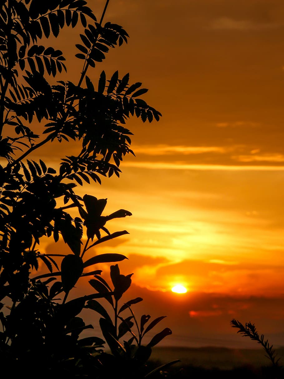 silhouette, albero, d'oro, ora, tramonto, sagoma dell'albero, cielo, cielo dorato, sole, natura, roma table, bellissimo, atmosferico, cielo serale, bellezza nella natura, pianta, colore arancione, scenics - natura, la tranquillità, foglia, scena tranquilla, crescita, nessuno, nuvola - cielo, parte vegetale, idilliaco, all'aperto, luce del sole, cielo romantico, 4K