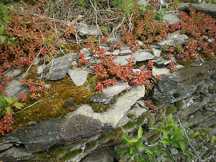 slate, layer, rock, bemoost, plant, nature, autumn, leaf, outdoors, plant part, growth, day, no people, solid, moss, rock - object, water, change, tree, high angle view, land, beauty in nature, leaves, stream - flowing water, flowing water, flowing, maple leaf, lichen, 1080P, CC0, public domain, royalty free