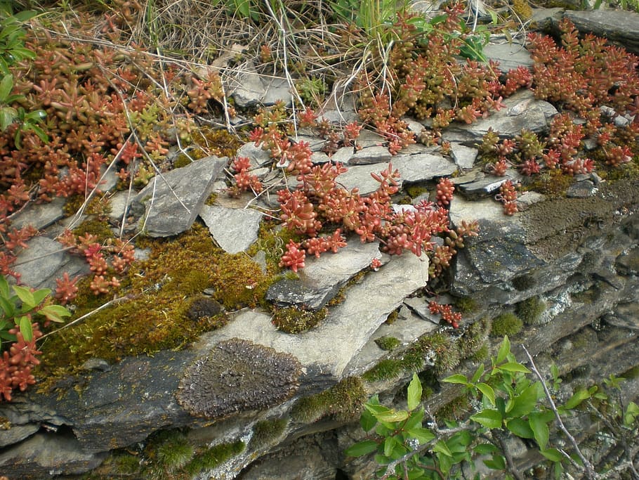 pissarra, capa, rock, bemoost, planta, naturalesa, tardor, full, a l'aire lliure, part de la planta, creixement, dia, cap gent, sòlid, molsa, rock - object, aigua, canvi, arbre, vista d’angle alt, terra, bellesa a la natura, fulles, rierol: aigua que flueix, aigua que flueix, que flueix, fulla d'auró, liquen, 1080P