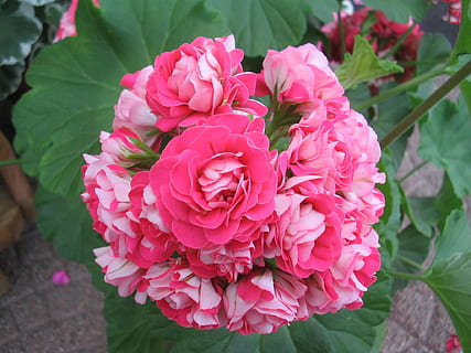 Geranium, Pink, Double, summer, green, leaf, hässleholm, nature, rose - Flower, pink Color, flower, plant, red, petal, close-up, freshness, flower Head, beauty In Nature, peony, flowering plant, vulnerability, fragility, inflorescence, growth, focus on foreground, day, rose, plant part, high angle view, outdoors, bouquet, flower arrangement, 1080P, CC0, public domain, royalty free