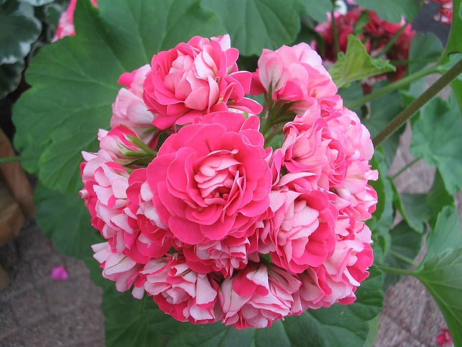 geranio, rosa, Doppio, estate, verde, foglia, Hassleholm, natura, colore rosa, fiore, pianta, rosso, petalo, avvicinamento, freschezza, testa di fiore, bellezza nella natura, peonia, pianta fiorita, vulnerabilità, fragilità, infiorescenza, crescita, concentrarsi sulle conoscenze acquisite, giorno, parte vegetale, vista dall'alto, all'aperto, mazzo, composizione floreale, 1080P