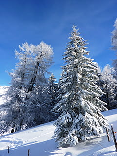 vinter, sne, vinterlige, kold, landskab, snedækket, vinterforkølelse, Schweiz, Graubünden, Parpan, natur, træ, blå himmel, kold temperatur, plante, skønhed i naturen, himmel, ro, rolig scene, scenics - natur, hvid farve, Frosset, dækker, dag, sky - himmel, ingen mennesker, jord, miljø, udendørs, snedækket bjerg, fyrretræ, nåletræ, pulver sne, 2K, CC0, offentligt domæne, royaltyfrie
