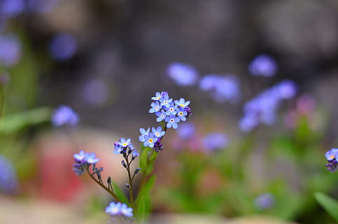 porpra, foto de flors de pètals, durant el dia, pètal, flor, foto, naturalesa, macro, verd, gall dindi, tancar, bonic, fons, ispir, detall, blau, textura, colors vius, primer pla, a l'aire lliure, fragilitat, centrar-se en primer pla, bellesa a la natura, creixement, planta amb flors, frescor, planta, vulnerabilitat, enfocament selectiu, cap gent, dia, cap de flor, inflorescència, camp, espígol, primavera, petit, 2K, CC0, domini públic, lliure de regalies