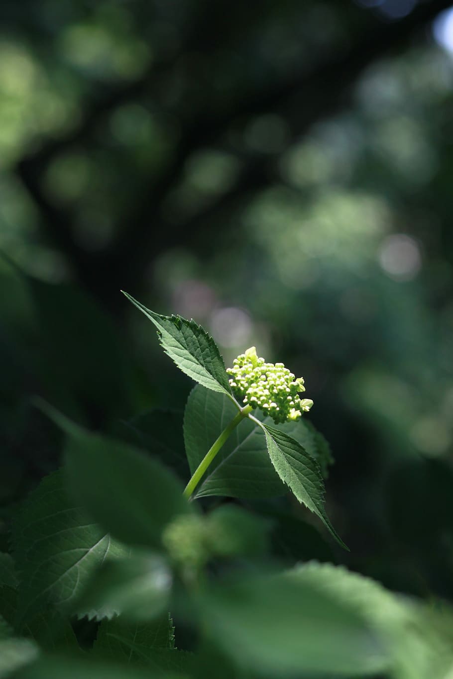 naturalesa, full, plantes, primavera, viva, brot, floració, mig fresc, les fulles, resum, estat de la unió, verd, bosc, ecologia, takeshi, la vida, part de la planta, color verd, planta, creixement, bellesa a la natura, primer pla, enfocament selectiu, cap gent, dia, frescor, centrar-se en primer pla, vulnerabilitat, fragilitat, a l'aire lliure, flor, planta amb flors, inicis, 4K