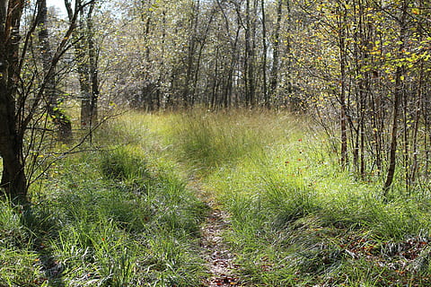 skog, sti, glade, gress, skogssti, natur, trær, humør, tre, ingen folk, anlegg, land, vekst, ro, grønn farge, skjønnhet i naturen, dag, veien forover, retning, rolig scene, gangsti, ikke-urbane scene, landskap, naturskjønnhet - natur, utendørs, 5K, CC0, offentlig domene, opphavsrett gratis
