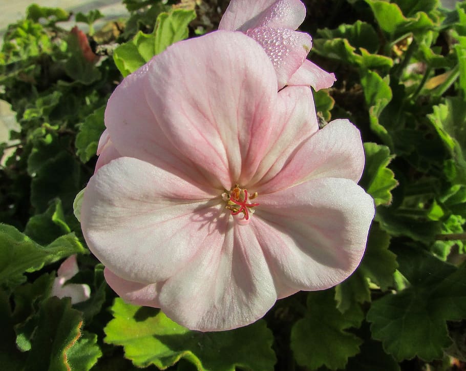 gerani, flor, Xipre, protaras, jardí, pensions, planta, pètal, cap de flor, naturalesa, creixement, fragilitat, bellesa a la natura, frescor, vulnerabilitat, planta amb flors, inflorescència, primer pla, color rosa, cap gent, part de la planta, full, dia, a l'aire lliure, pol·len, 2K