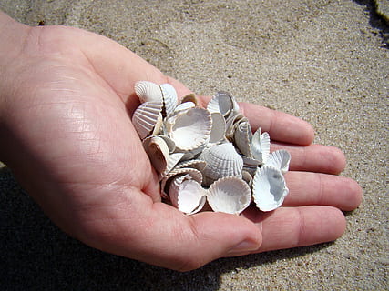 skaller, hånd, hav, sommer, kammusling, natur, strand, sandet strand, skal, muslingeskal, helligdage, hvid skal, en masse skaller, menneskelig kropsdel, menneskelig hånd, en person, kropsdel, bedrift, dyreliv, jord, tæt på, dag, dyreskal, høj vinkel visning, uigenkendelig person, udendørs, finger, marine, 2K
