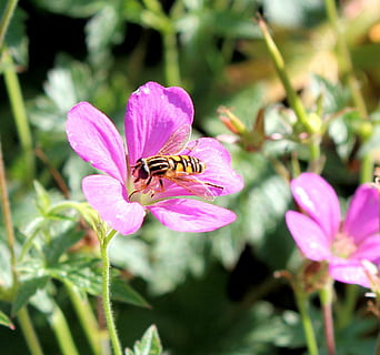 geranium, Rose, insekt, bi, flyve, lilla, blomst, have, natur, bestøvning, honning, pollen, sommer, plante, kronblad, tæt på, dyrefløj, honningbi, blomstrende plante, skønhed i naturen, hvirvelløse, dyre temaer, skrøbelighed, dyr i naturen, vækst, dyr, et dyr, friskhed, sårbarhed, dyreliv, blomsterhoved, lyserød farve, ingen mennesker, 1080P, CC0, offentligt domæne, royaltyfrie
