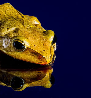 Frog, Close, Mirror Image, one animal, animal wildlife, underwater, animals in the wild, portrait, sea life, close-up, animal, animal themes, vertebrate, water, no people, nature, yellow, animal body part, swimming, studio shot, sea, fish, eye, marine, animal eye, animal head, blue background, 1080P, CC0, public domain, royalty free