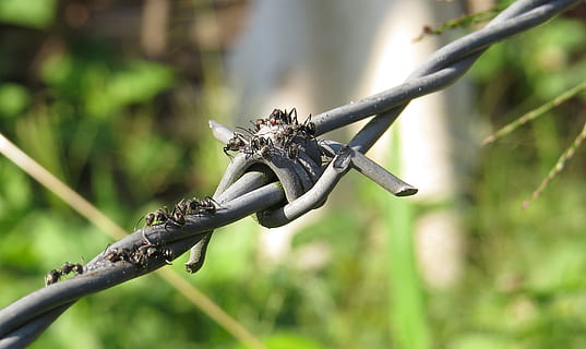 insect, macro, anthill, collection, guatica, focus on foreground, tree, nature, no people, animal themes, animal, plant, day, animal wildlife, close-up, branch, animals in the wild, one animal, outdoors, sunlight, selective focus, invertebrate, green color, lizard, metal, 5K, CC0, public domain, royalty free