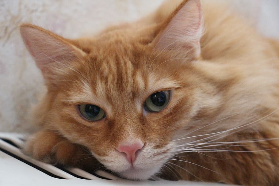 nuttet, dyr, kat, kæledyr, hjem, rødhåret, huskat, tæt på, katte kigger, katte, pels, kat person, katte øjne, ung kat, udsigt, pattedyr, indenlandske kat, dyre temaer, indenlandske, husdyr, et dyr, feline, kigger på kameraet, dyr kropsdel, portræt, ingen mennesker, dyr hoved, bakkenbart, hvirveldyr, ungt dyr, ingefær kat, killing, dyr øje, tabby, 5K