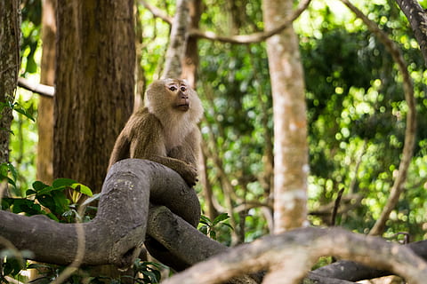 braun, Affe, Oberfläche, Ast, Baum, Fokus, Fotografie, Totenkopfäffchen, Primas, Urwald, Tier, Säugetier, Tierwelt, Natur, Wald, tropischer Regenwald, Sitzung, Tiere in freier Wildbahn, süß, draußen, Tiere und Haustiere, Jungtier, ein Tier, Pflanze, Tierthemen, Land, Tag, keine Leute, Wirbeltier, Kofferraum, Baumstamm, 5K, CC0, gemeinfrei, lizenzfrei