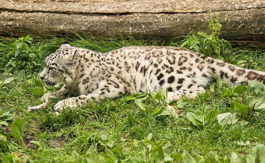 amurin leopardi, lleopard, gat, carnívor, vida salvatge, animal, gat no domesticat, naturalesa, mamífer, tacat, animals a la natura, felí, gat gran, Espècies en perill d'extinció, caça d’animals, temes d'animals, un animal, herba, relaxació, planta, vertebrats, fauna animal, camp, carnivora, descans, dia, cap gent, terra, tigre blanc, bigotis, guepard, 4K