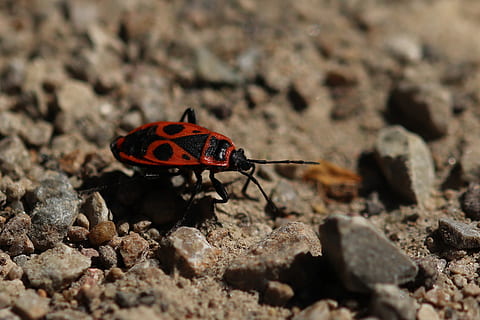 Feuerkäfer, Insekt, schließen, rot, schwarz, Käfer, Natur, Tier, Insektenfoto, Makro, Boden, Steine, Tierthemen, Tierwelt, ein Tier, wirbellos, Tiere in freier Wildbahn, solide, Rock, Rock - Objekt, Tag, Nahansicht, keine Leute, selektiver Fokus, draußen, Tierflügel, Zoologie, 2K, CC0, gemeinfrei, lizenzfrei