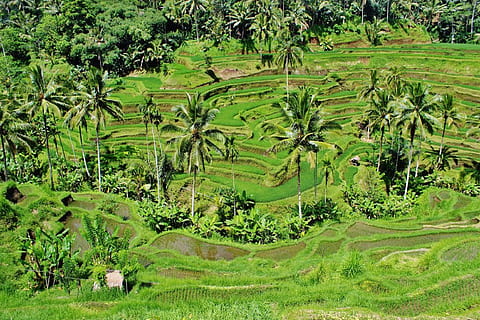 green, coconut tree, daytime, greenery, paddy, fields, rice, crops, palms, coconut, trees, perennials, plants, flora, vegetation, plantation, landscapes, indonesia, bali, environment, foliage, greens, leaves, leafy, outdoors, scenic, scenery, meadow, harvest, nature, natural, growth, growing, wild, thick, dense, farming, farms, agriculture, agricultural, lands, cultivation, foods, terraced Field, asia, rice Paddy, rice - Cereal Plant, farm, rural Scene, cultures, green Color, plant, hill, mountain, landscape, field, land, scenics - nature, tranquility, beauty in nature, tranquil scene, tree, terrace, no people, 2K