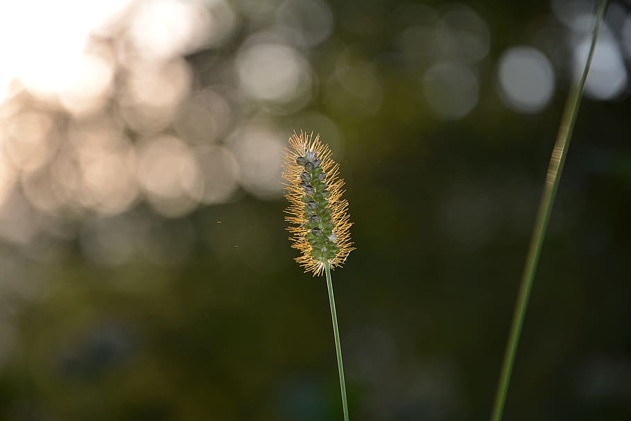 avvicinamento, macro, verdura, sfondo, natura, le foglie sono, giardino, macro chichewa, pianta, giallo, bokeh, dettaglio, bellissimo, estate, struttura, colore, colpi di dettaglio, immagine a colori, stagione, fiore estivo, fresco, pace, colori, piante ornamentali, le foglie, garcia, crescita, fiore, bellezza nella natura, concentrarsi sulle conoscenze acquisite, pianta fiorita, fragilità, vulnerabilità, nessuno, stelo vegetale, giorno, freschezza, la tranquillità, colore verde, all'aperto, messa a fuoco selettiva, erba, terra, testa di fiore, morbidezza, 5K