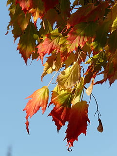 maple, acer platanoides, Maple, Acer Platanoides, needle leaf maple, deciduous tree, golden autumn, golden october, autumn, october, forest, leaves, golden, bright, sun, back light, colorful, color, tree, branch, autumn forest, fall foliage, leaf, change, maple tree, maple leaf, multi colored, plant part, nature, beauty in nature, low angle view, orange color, sky, no people, plant, close-up, day, red, growth, outdoors, natural condition, fall, 2K, CC0, public domain, royalty free