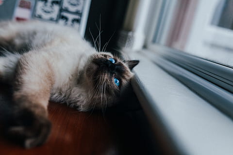 sort, Brun, kat, at lyve, vindue, siamese kat, ved siden af, doven, kludedukke, kæledyr, indenlandske kat, dyr, nuttet, killing, indendørs, sovende, feline, pattedyr, husdyr, leder, pote, et dyr, dyre temaer, indenlandske, lempelse, ingen mennesker, dyr kropsdel, hår, selektiv fokusering, dyr hoved, bakkenbart, dyrehår, dyr øje, 5K, CC0, offentligt domæne, royaltyfrie