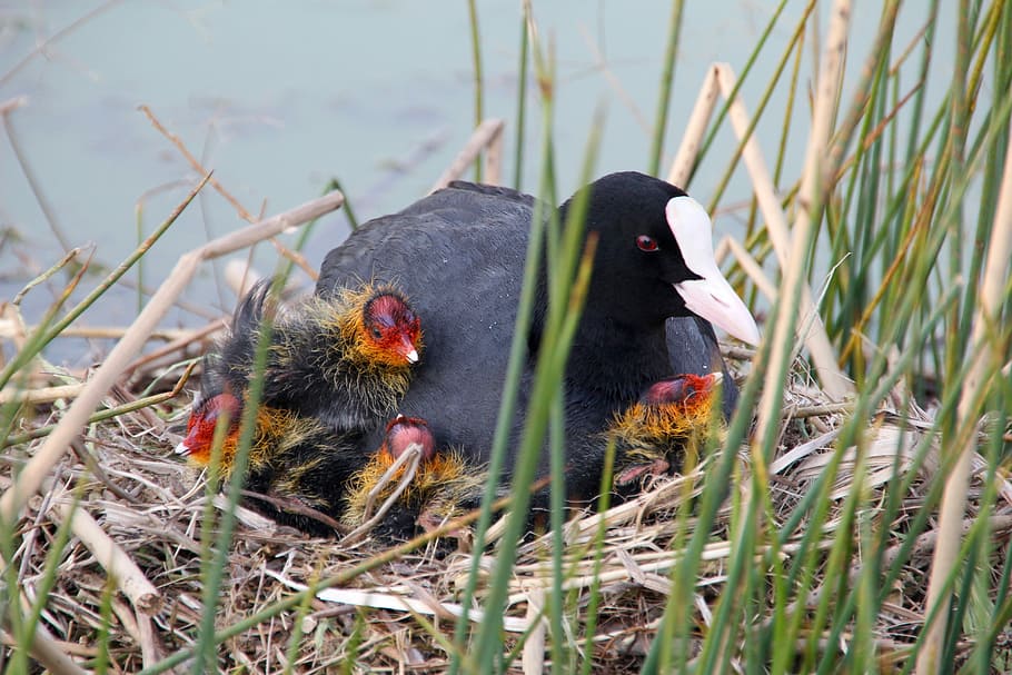 eclosió, noi, ocell, naturalesa, ocells, aus joves, factura, niu d’ocells, petit, nadons, cria d'ocells, bonic, plomatge, ocell petit, assegut, niu, pollets, cec, raça, coot, pollastre - ocell, herba, temes d'animals, cap gent, animals domèstics, animal, planta, fauna animal, vertebrats, animals a la natura, dia, un animal, enfocament selectiu, animal jove, terra, mamífer, a l'aire lliure, llac, boca oberta, 5K