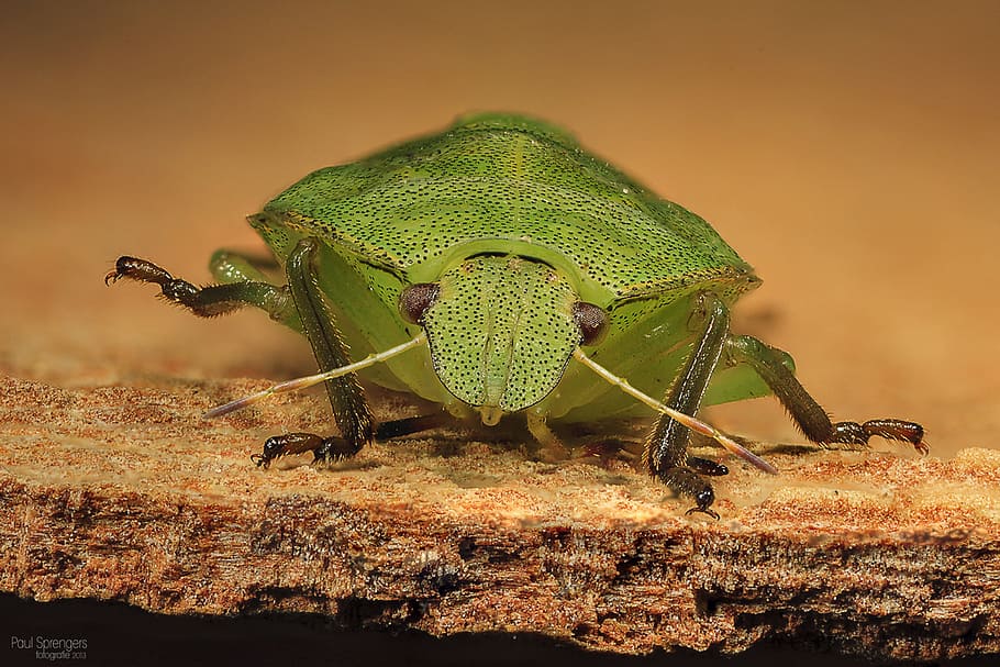 fotografia macro, verd, error, marró, pissarra, vol, naturalesa, macro, temes d'animals, animal, un animal, animals a la natura, fauna animal, insecte, invertebrat, primer pla, color verd, part del cos dels animals, cap gent, dia, centrar-se en primer pla, zoologia, antena animal, a l'aire lliure, artròpode, retrat, ull d’animals, 2K