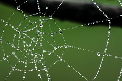 web, air, tetes, embun, sarang laba-laba, jaring laba-laba, arakhnida, makro, lengket, jaringan, laba-laba, alam, penurunan, merapatkan, basah, musim panas, kerapuhan, tidak ada orang, warna hijau, kerentanan, kesegaran, keindahan di alam, menanam, pola, di luar rumah, fokus pada latar depan, latar belakang, hujan, kemurnian, kompleksitas, 4K, CC0, domain publik, bebas royalti