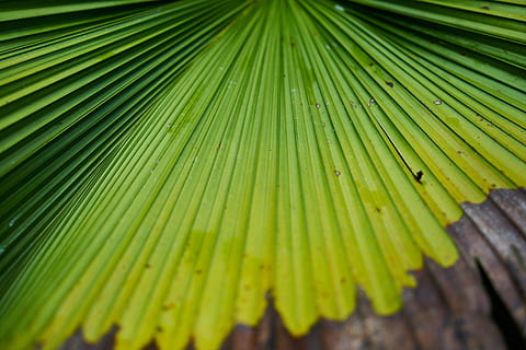 Baum, Blätter, Palme, Makro, Grün, Wald, Natur, Textur, Pflanze, die blätter sind, tropisch, grüne Farbe, Blatt, Palmblatt, Pflanzenteil, Nahansicht, Schönheit in der Natur, Muster, tropisches Klima, Hintergründe, keine Leute, Wachstum, Vollbild, texturiert, draußen, natürliches Muster, Wedel, Regenwald, 5K, CC0, gemeinfrei, lizenzfrei