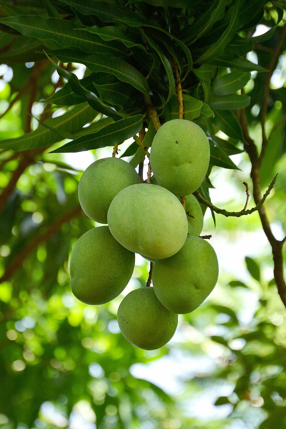 mango, vegetals, menjar, tropical, fruita, planta, fruita tropical, verd, color verd, menjar i beguda, arbre, alimentació saludable, creixement, benestar, frescor, full, centrar-se en primer pla, part de la planta, dia, branca, cap gent, naturalesa, a l'aire lliure, primer pla, vista d’angle baix, 5K