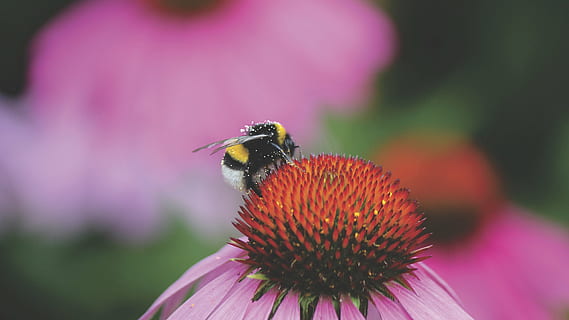 bumble, bee perching, red, flower bud, bee, insect, macro, close, close up, nectar, pollen, flower, autumn, fall, pink, fragility, petal, eastern purple coneflower, coneflower, nature, purple, one animal, beauty in nature, flowering plant, invertebrate, animal themes, flower head, animal wildlife, freshness, animal, close-up, animals in the wild, plant, vulnerability, pollination, inflorescence, pink color, no people, bumblebee, 5K, CC0, public domain, royalty free