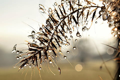 selektiv, fokus fotografering, Brun, bladede, plante, dryppe, dug, dugdråbe, blad, græs, dråbe vand, efterår, Morgentau, tæt, vand, afrimning, baglygte, Morgenrot, natur, ingen mennesker, dråbe, vinter, træ, udendørs, dag, skrøbelighed, tæt på, fokus på forgrunden, skønhed i naturen, våd, selektiv fokusering, sårbarhed, friskhed, afdeling, makro, ro, forår, regn, 5K, CC0, offentligt domæne, royaltyfrie