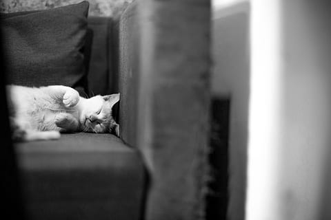sofa, kat, sovende, kæledyr, dyr, killing, indenlandske kat, indenlandske, dyre temaer, husdyr, pattedyr, et dyr, feline, lempelse, hvirveldyr, ingen mennesker, indendørs, hvilende, selektiv fokusering, lukkede øjne, vindue, 4K, CC0, offentligt domæne, royaltyfrie