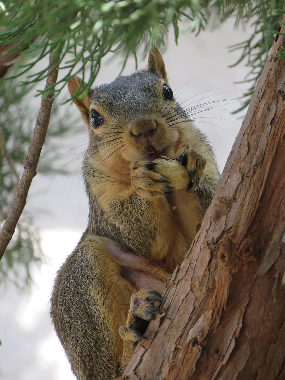 puu orava, maapähkinä, nisäkäs, orava, jyrsijä, villieläimet, syöminen, luonto, puu, eläin, ulkona, metsä, haara, söpö, ruskea, värikuva, turkis, eläinten villieläimet, yksi eläin, eläimiä, eläinten teemoja, puun runko, kasvi, selkärankainen, runko, ei ihmisiä, keskittyä etualalle, päivä, lähikuva, muotokuva, parta, eläimen pää, 4K